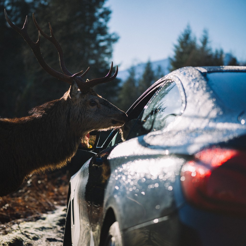 BMW 440i Coupé (18)