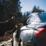 BMW 440i Coupé (18)