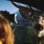 BMW 440i Coupé (19)