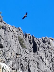 Volkswagen Grand California AutoExpert